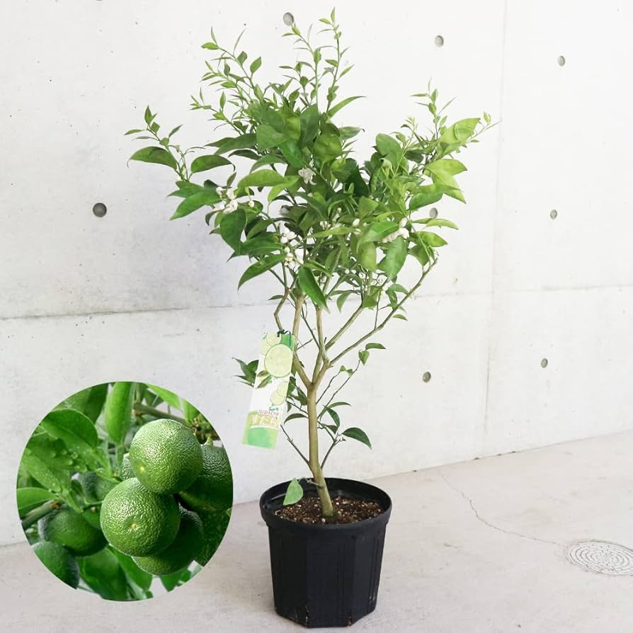 ②超希少イタヤカエデ「名栗錦」接木大苗 7号鉢全長 Amazon.co.jp: スダチの大苗 2年生 接木苗 8号スリット鉢【品種